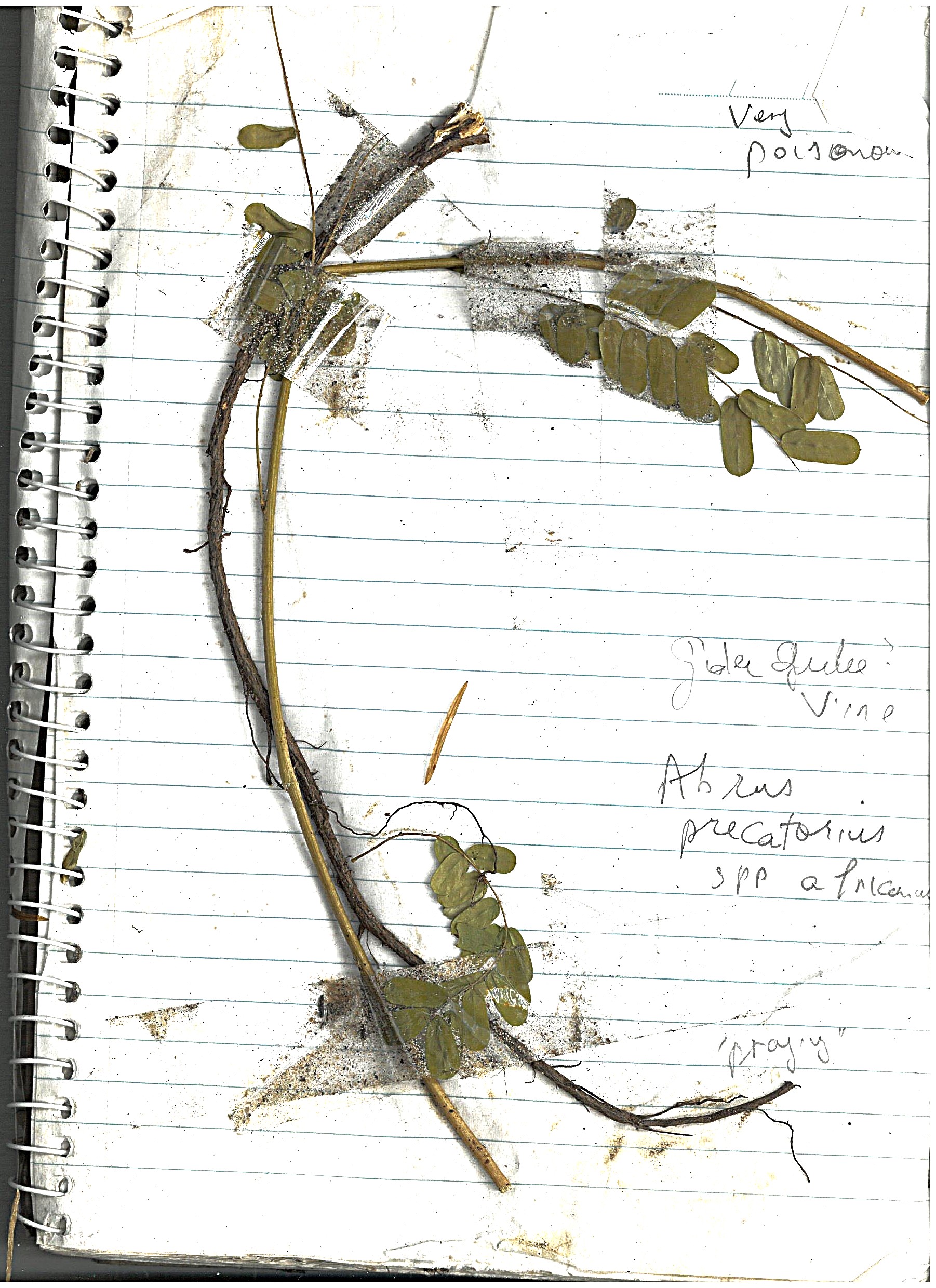 Asparagus Fern Image